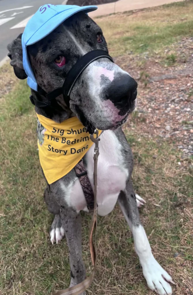 Sig, the Bedtime Story Dane, in his hat and bandana at the Literary Legends Book Festival where he was a VIP guest author