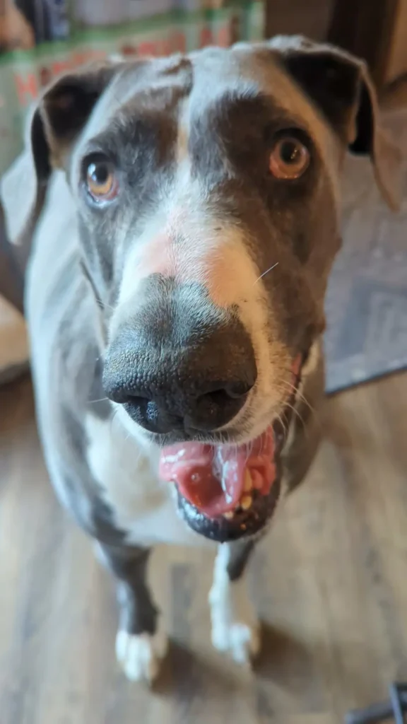 Remington, beloved blue mantle Great Dane, original voice of shuezoo