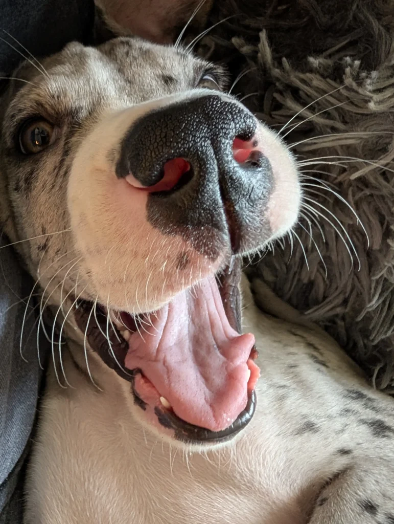 baby Sig, 3 months old, merle Great Dane
