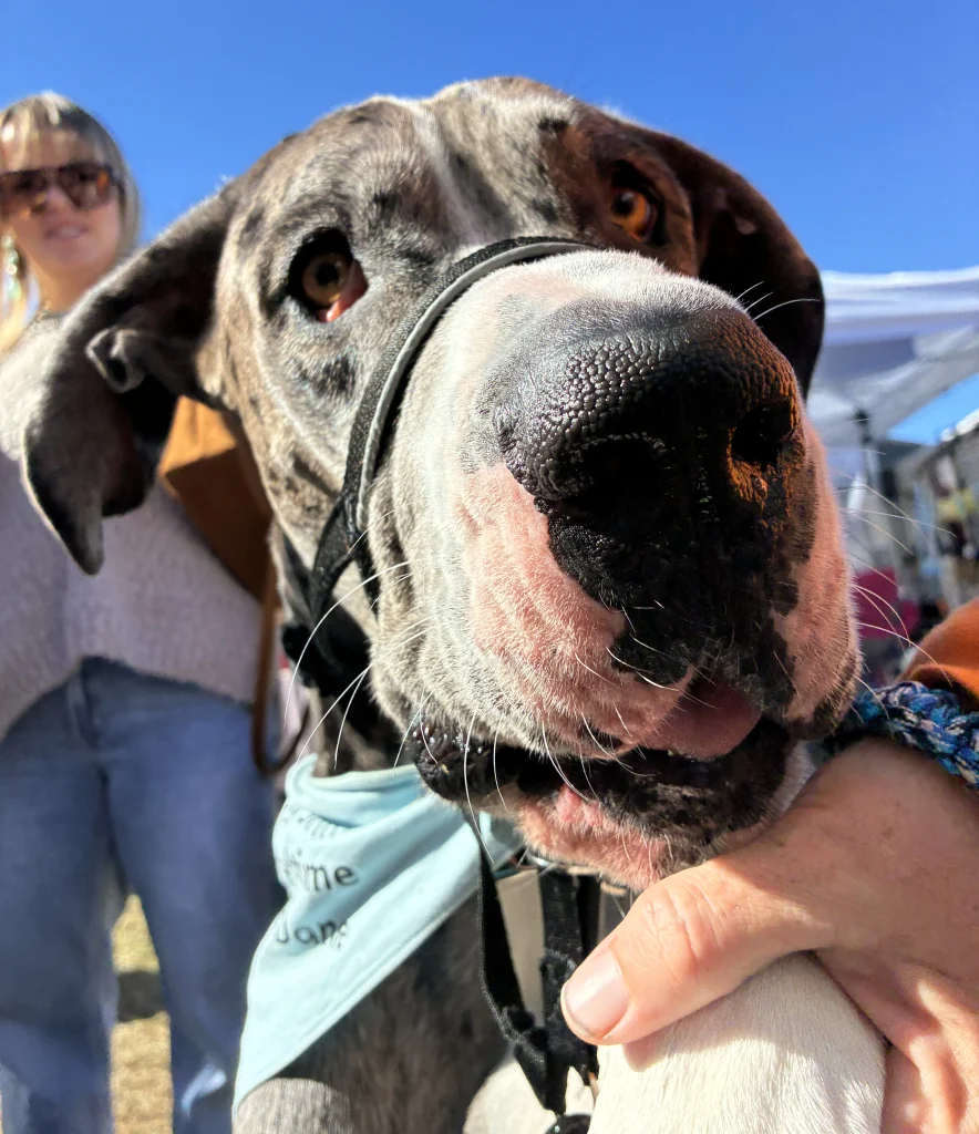 Sig the Bedtime Story Dane at Wears Valley Fall Fest 2026